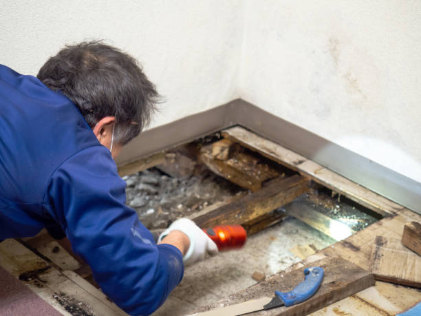 Best Residential Mold Remediation in Difficult Run, VA