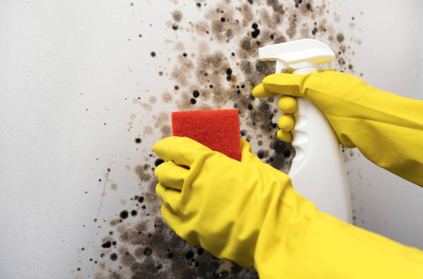 Best Attic Mold Remediation in Difficult Run, VA