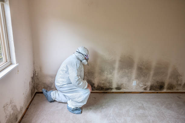 Best Insurance-Related Mold Remediation in Difficult Run, VA