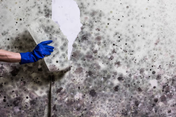 Best Health and Safety Mold Remediation in Difficult Run, VA